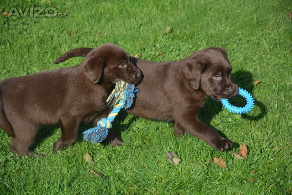 Labrador 