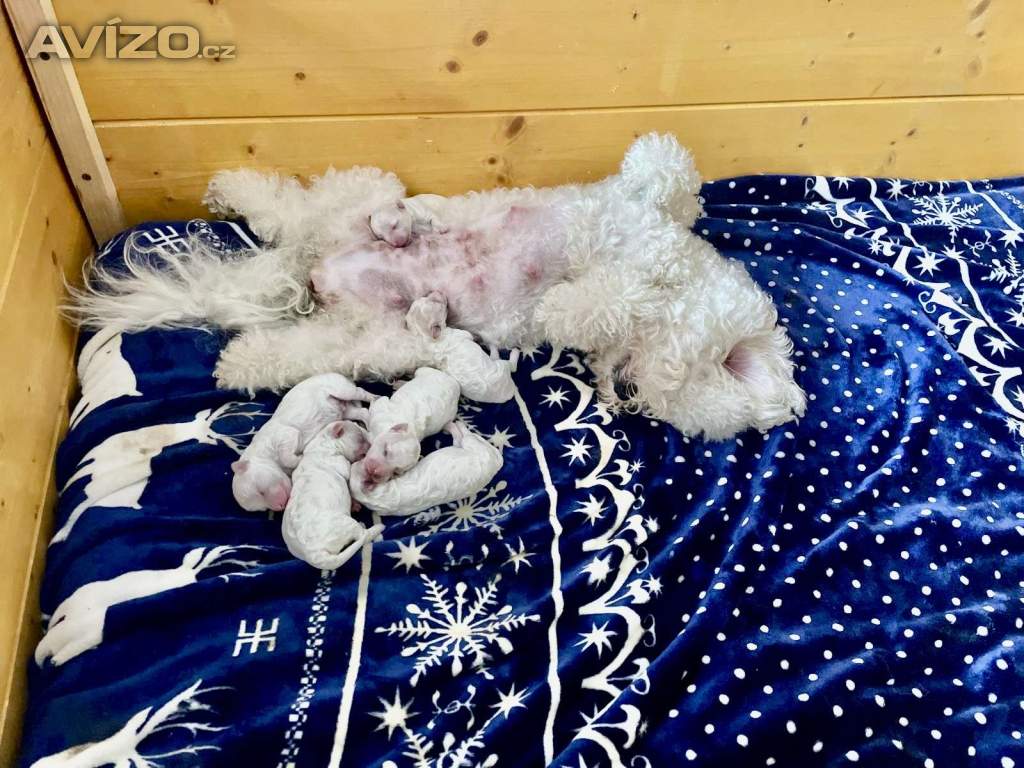 🐾 Bišonek (Bichon Frisé) – štěňátka s PP🐾