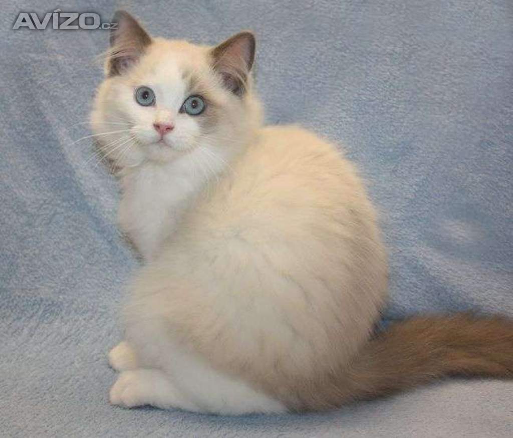 RAGDOLL koťátka: