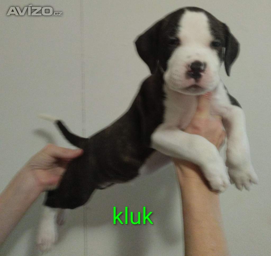 Americký stafordšírský teriér 