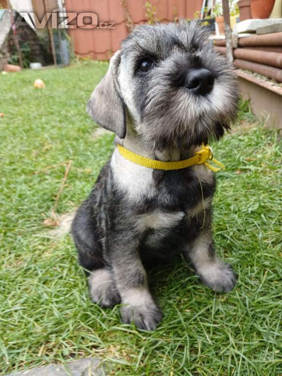 Foto inzerátu Knírač střední pepř a sůl