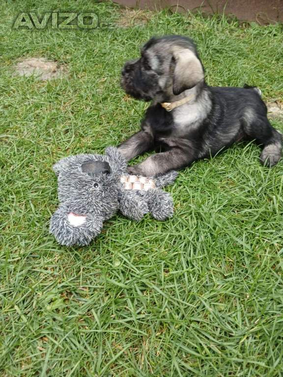 Foto inzerátu Knírač střední pepř a sůl