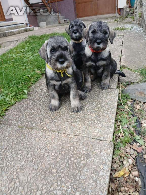 Foto inzerátu Knírač střední pepř a sůl