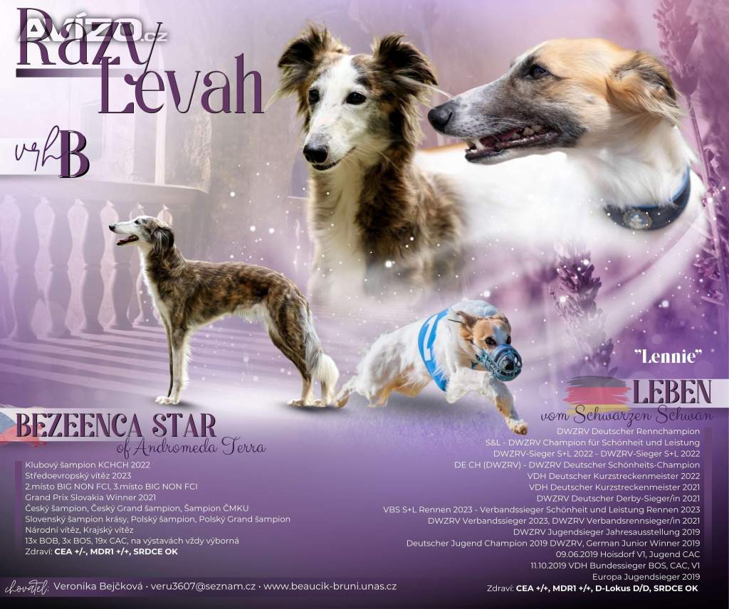 Dlouhosrstý vipet - štěňata