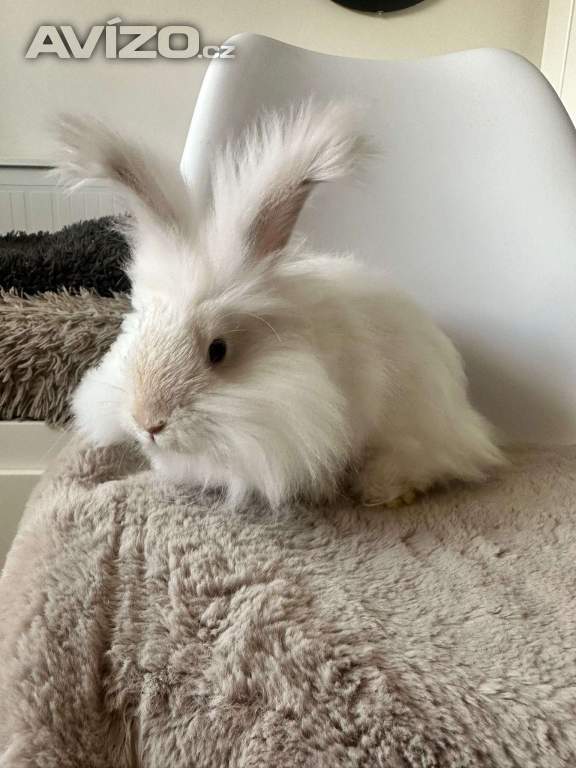 Foto inzerátu Angorsky kralik