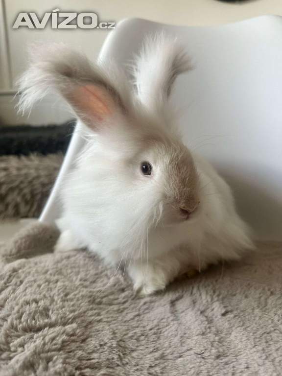 Foto inzerátu Angorsky kralik