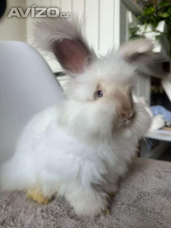 Foto inzerátu Angorsky kralik