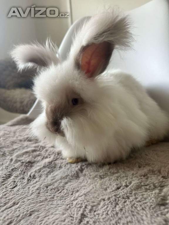 Foto inzerátu Angorsky kralik