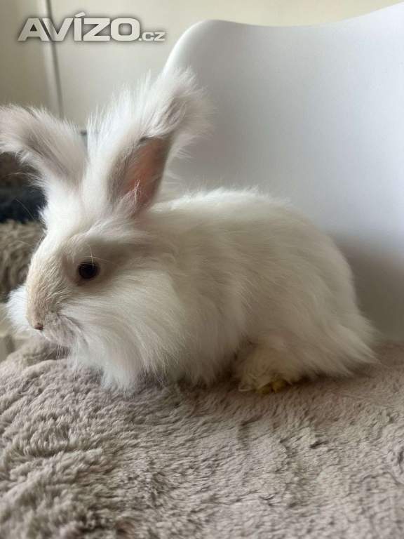Foto inzerátu Angorsky kralik