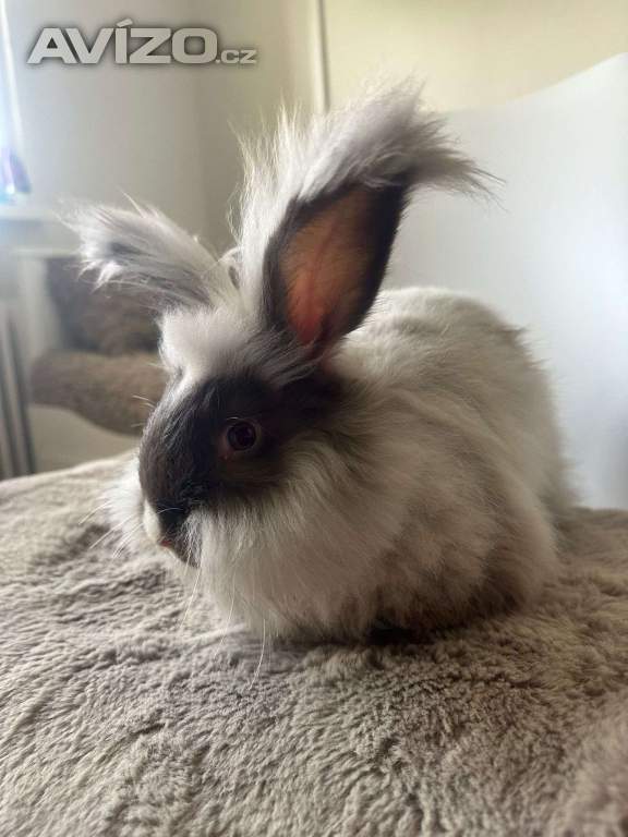 Foto inzerátu Angorsky kralik