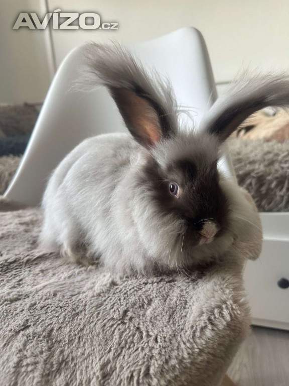 Foto inzerátu Angorsky kralik