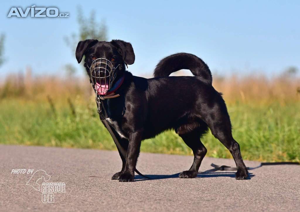 Foto inzerátu Darujeme opuštěného křížence