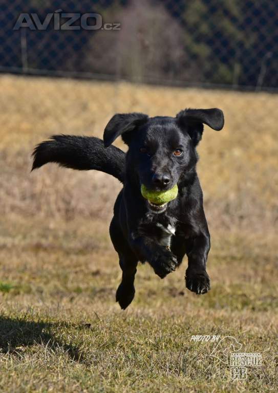 Foto inzerátu Darujeme opuštěného křížence