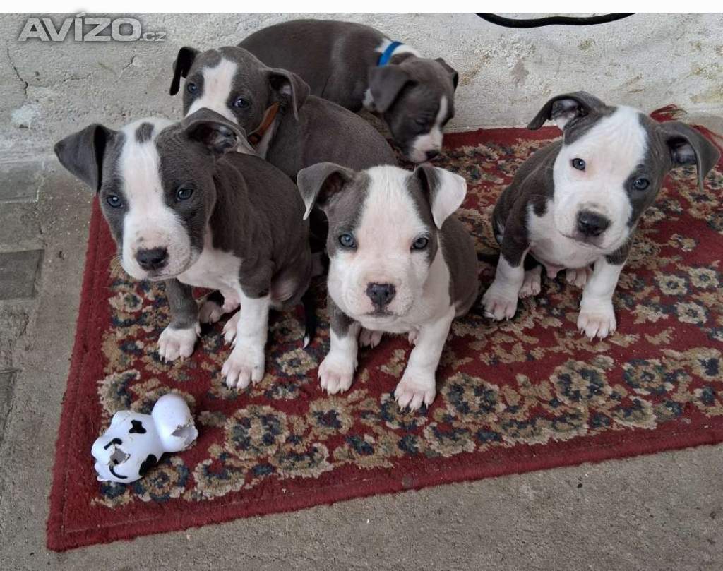 Foto inzerátu Prodáváme Americký stafordšírský teriér štěňátka