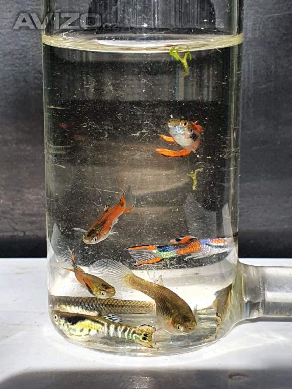 Foto inzerátu Endlerky