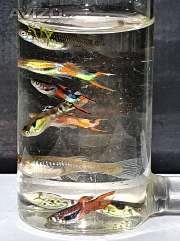 Foto inzerátu Endlerky