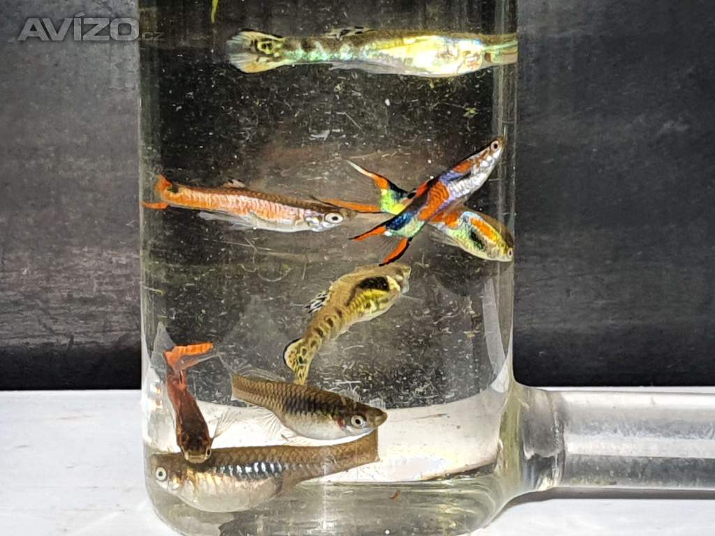 Foto inzerátu Endlerky