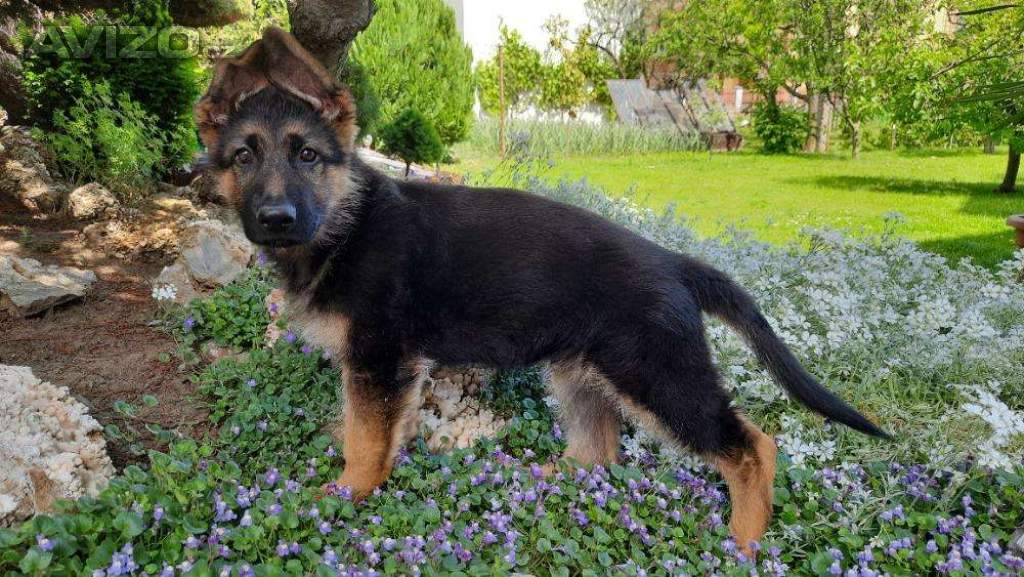 Foto inzerátu Štěňata NO.