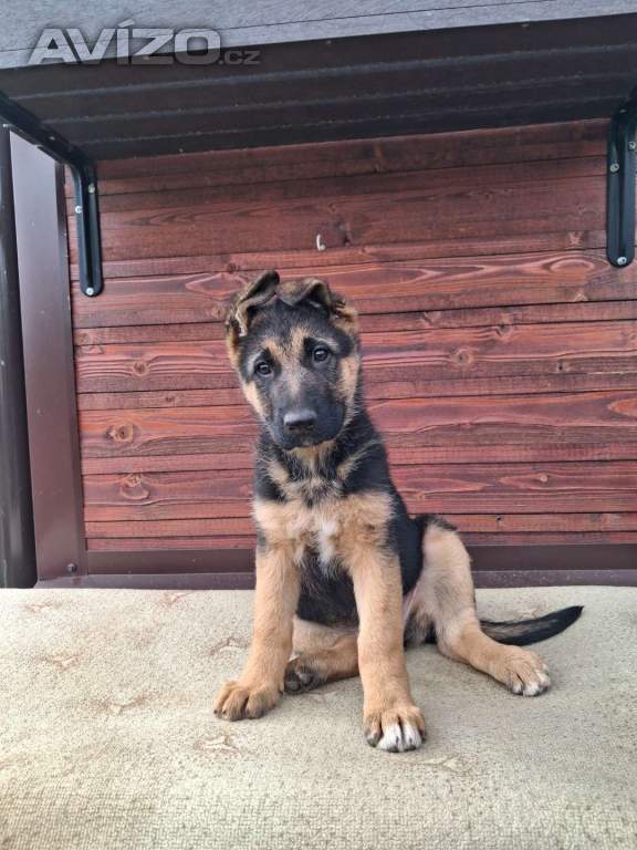 Foto inzerátu Štěňata NO.