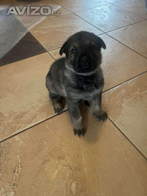 Foto inzerátu Německý ovčák