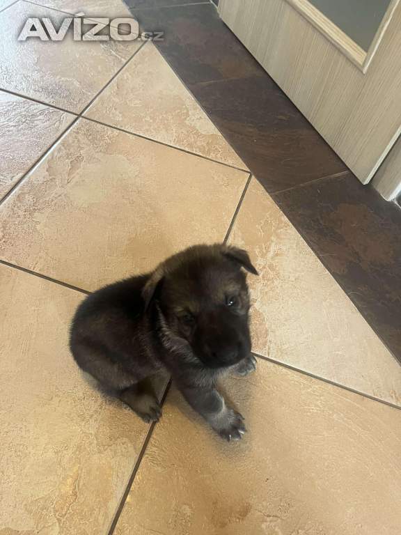 Foto inzerátu Německý ovčák