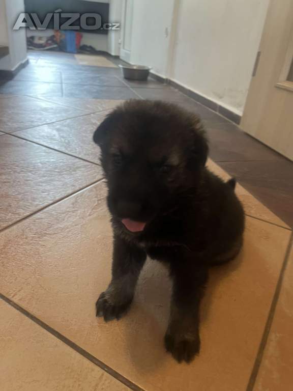 Foto inzerátu Německý ovčák