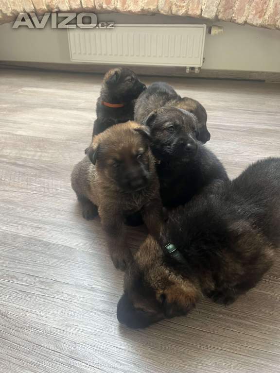 Foto inzerátu Německý ovčák