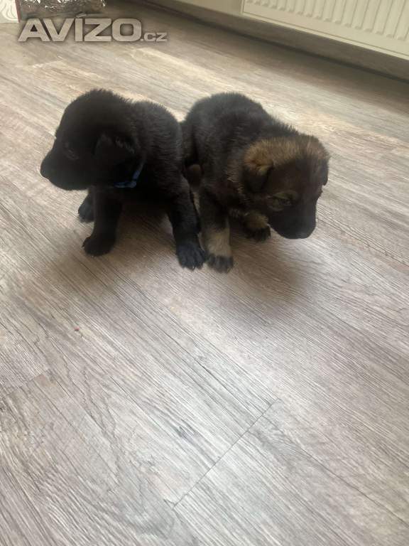 Foto inzerátu Německý ovčák