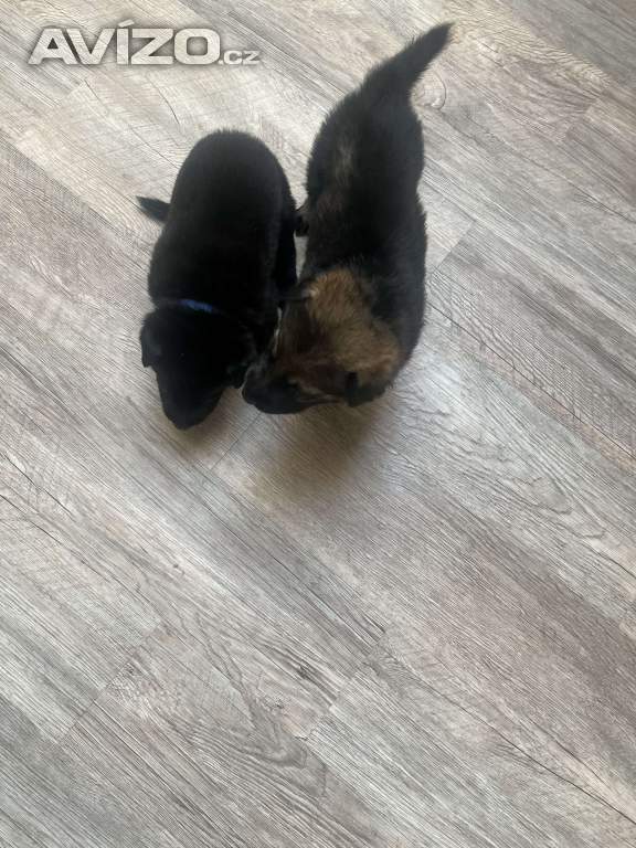 Foto inzerátu Německý ovčák