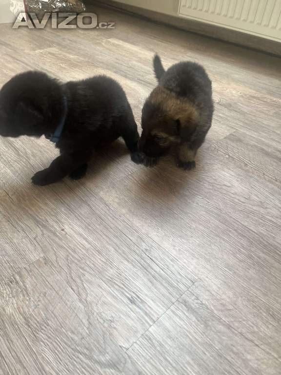 Foto inzerátu Německý ovčák