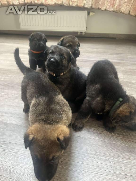 Foto inzerátu Německý ovčák