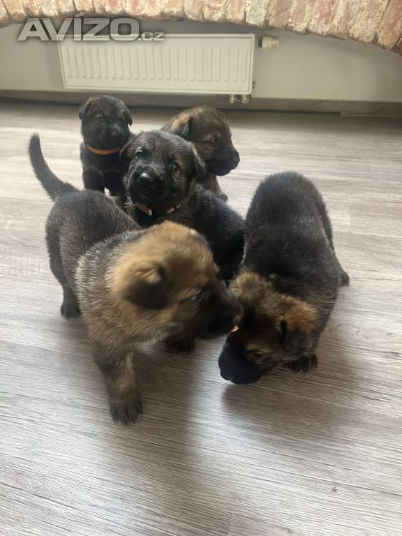 Foto inzerátu Německý ovčák