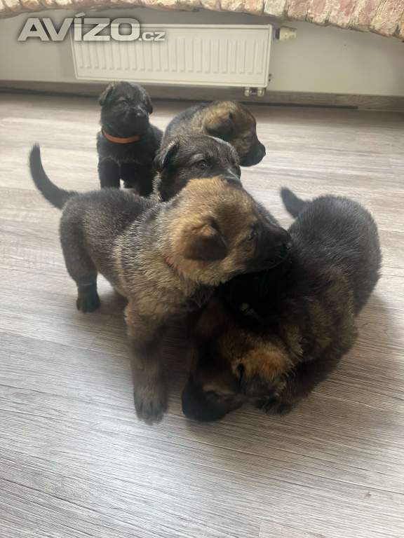 Foto inzerátu Německý ovčák