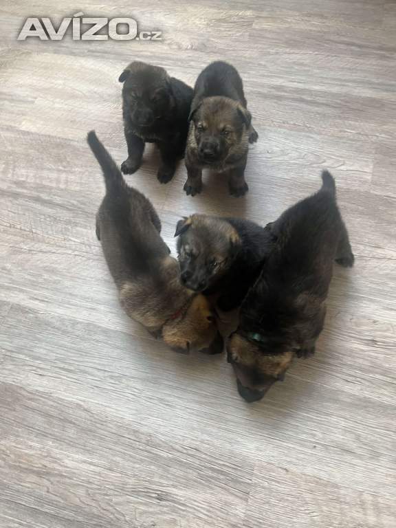 Foto inzerátu Německý ovčák