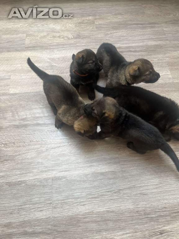 Foto inzerátu Německý ovčák