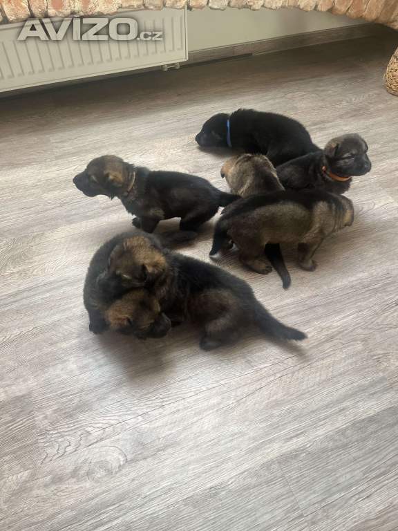 Foto inzerátu Německý ovčák