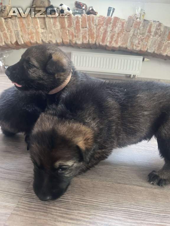 Foto inzerátu Německý ovčák