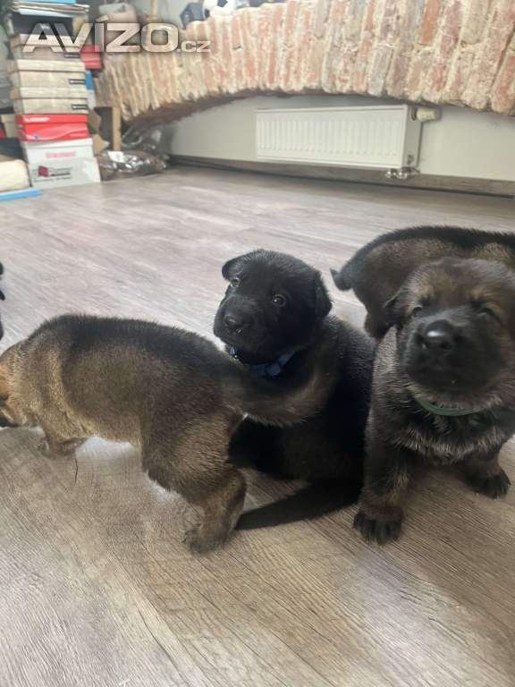 Foto inzerátu Německý ovčák