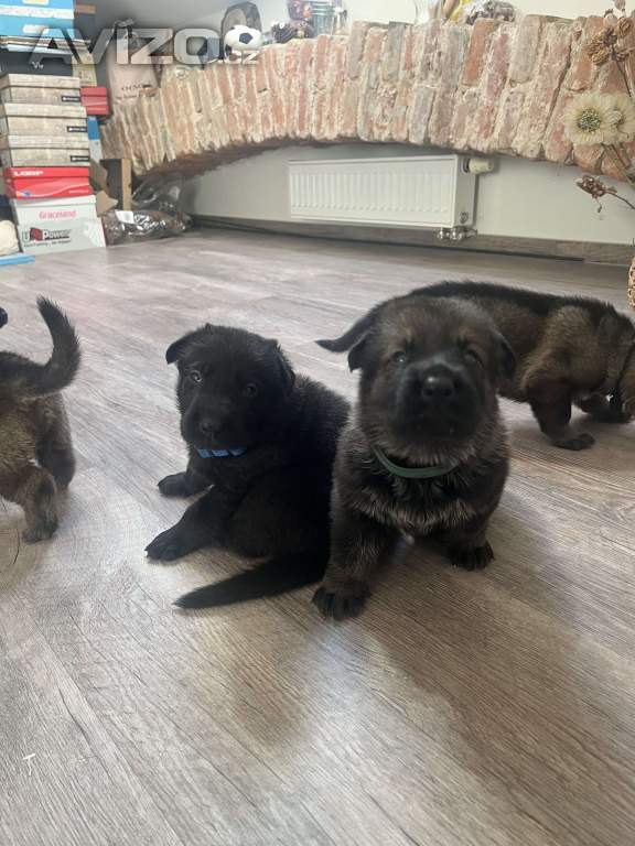 Foto inzerátu Německý ovčák