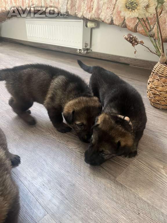 Foto inzerátu Německý ovčák