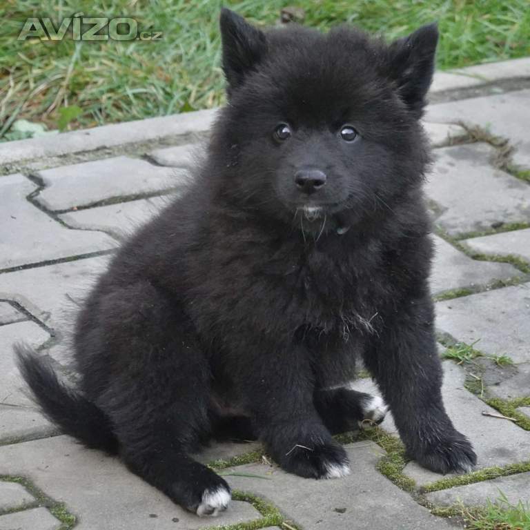 německý špic velký černý