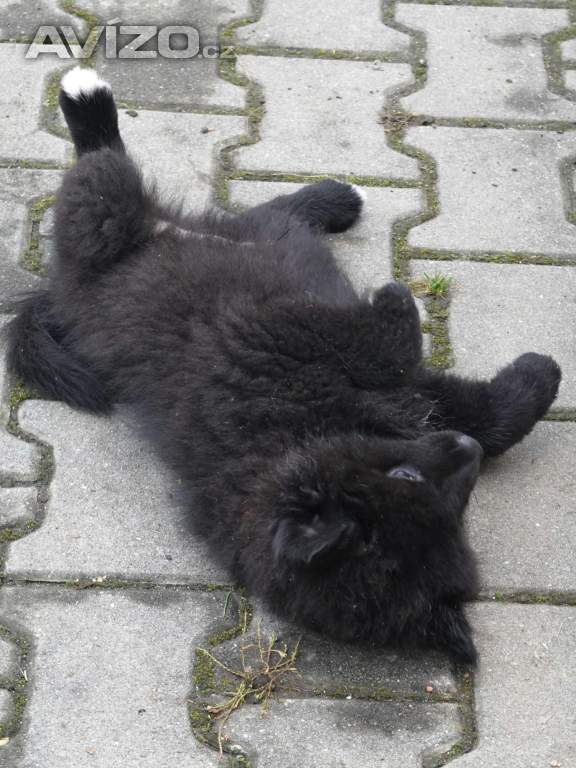 Foto inzerátu německý špic velký černý