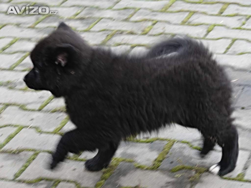 Foto inzerátu německý špic velký černý