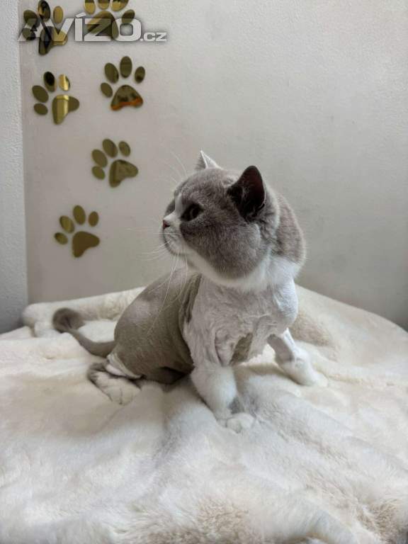 Foto inzerátu Stříhání koček