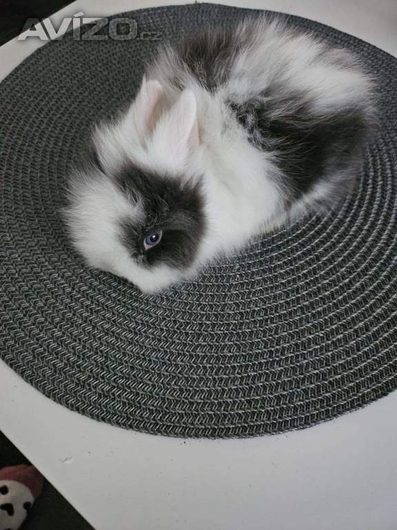 Zakrslý kraliček Teddy