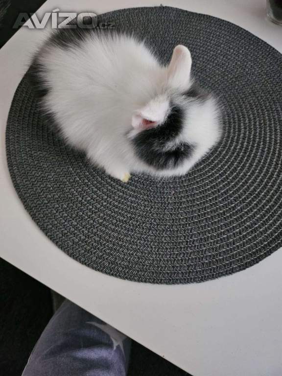 Foto inzerátu Zakrslý kraliček Teddy