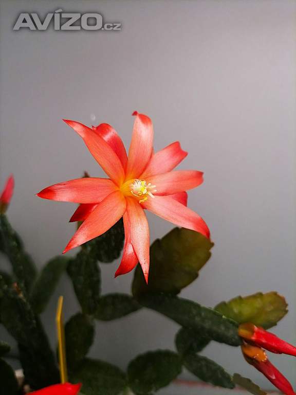 Schlumbergera - Velikonoční kaktus: Červený noid (řízek)