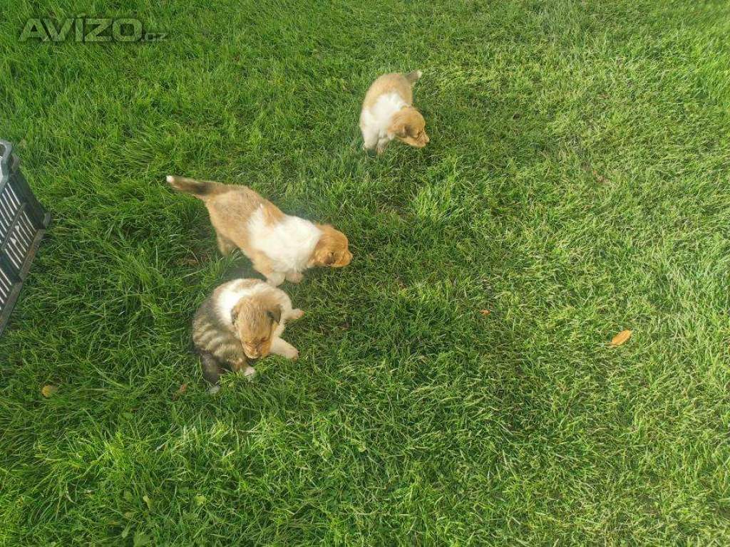 prodám štěňata kolie dlouhosrsté  s PP     FCI