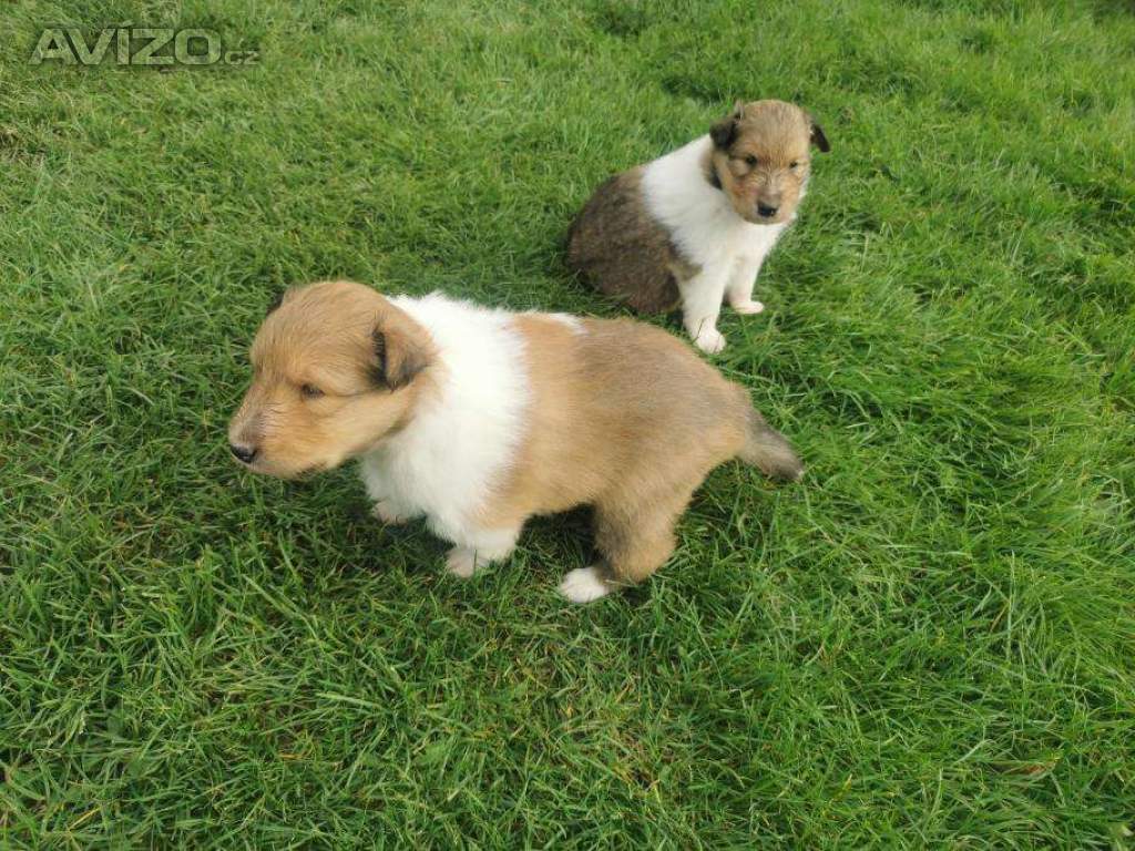 Foto inzerátu prodám štěňata kolie dlouhosrsté  s PP     FCI