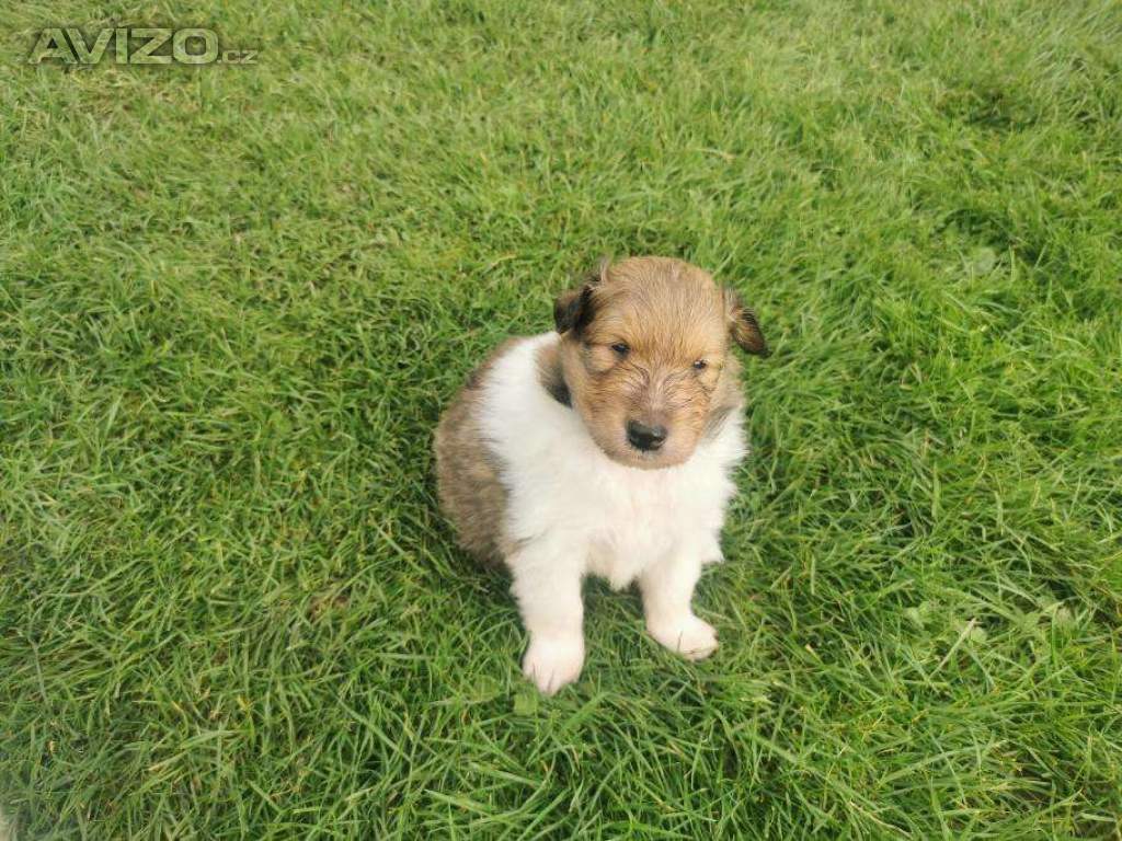 Foto inzerátu prodám štěňata kolie dlouhosrsté  s PP     FCI